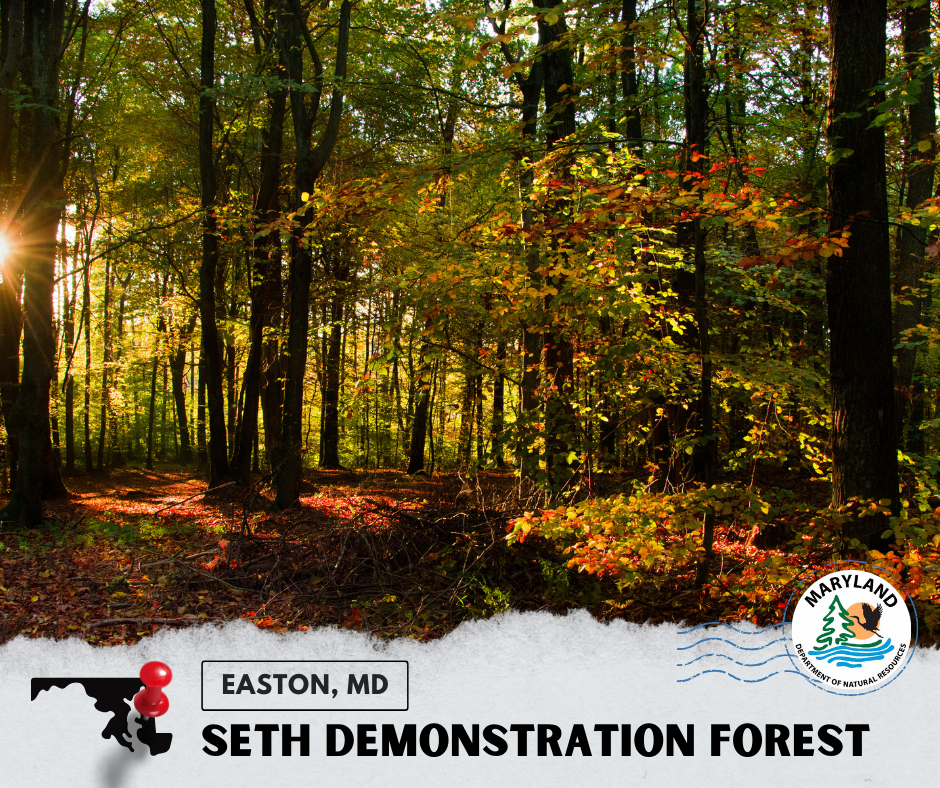 Seth Demonstration Forest
